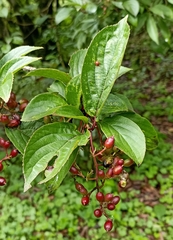 Viburnum erubescens