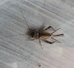 Eumodicogryllus