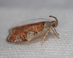 Peritornenta circulatella