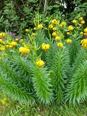 Lilium pyrenaicum