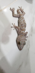 Gekko gecko