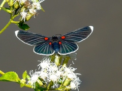 Melanis cephise