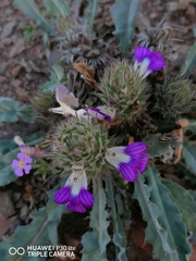 Acanthopsis dispermoides
