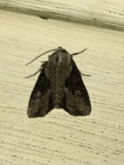 Lateroligia ophiogramma