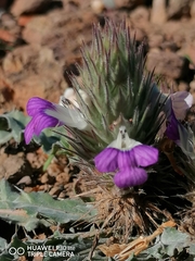 Acanthopsis dispermoides