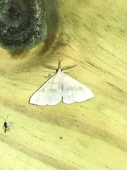 Phalaenostola metonalis