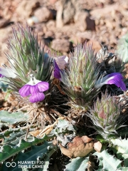 Acanthopsis dispermoides
