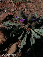 Acanthopsis dispermoides