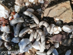 Anacampseros papyracea