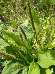 Plantago major