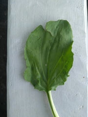 Plantago major