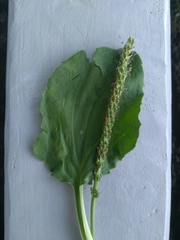 Plantago major