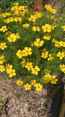 Tagetes lunulata