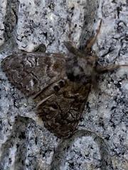 Dasychira plagiata