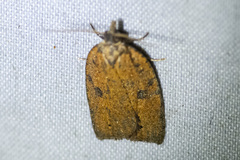Meritastis