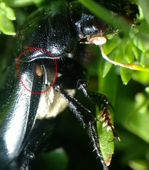 Nicrophorus guttula