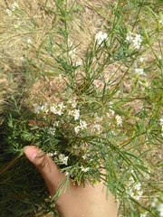 Galium hexanarium