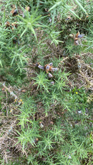 Ulex europaeus
