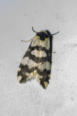 Thallarcha albicollis