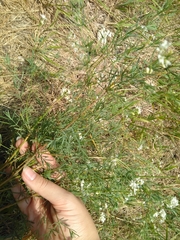Galium hexanarium