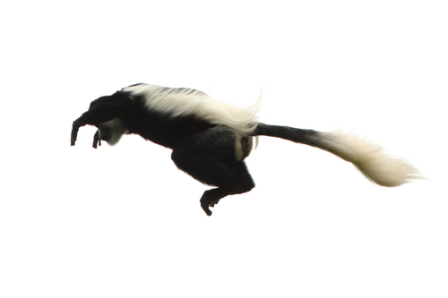 Mantled Guereza, Mt. Kenya Forest, Kenia, photo 10 of 10