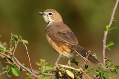 Rhodophoneus cruentus