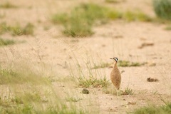 Cursorius somalensis