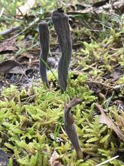 Clavulina tasmanica