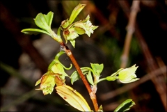 Xanthosia tridentata