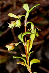 Xanthosia tridentata