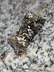 Syngrapha rectangula