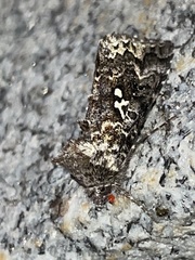 Syngrapha rectangula
