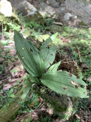 Calanthe triplicata