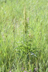 Rumex pseudonatronatus