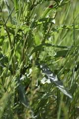 Rumex pseudonatronatus