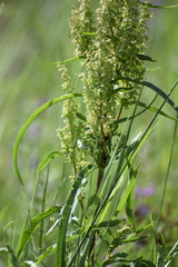 Rumex pseudonatronatus