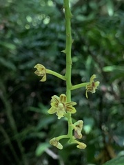 Cleisostoma paniculatum