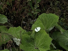 Pieris rapae