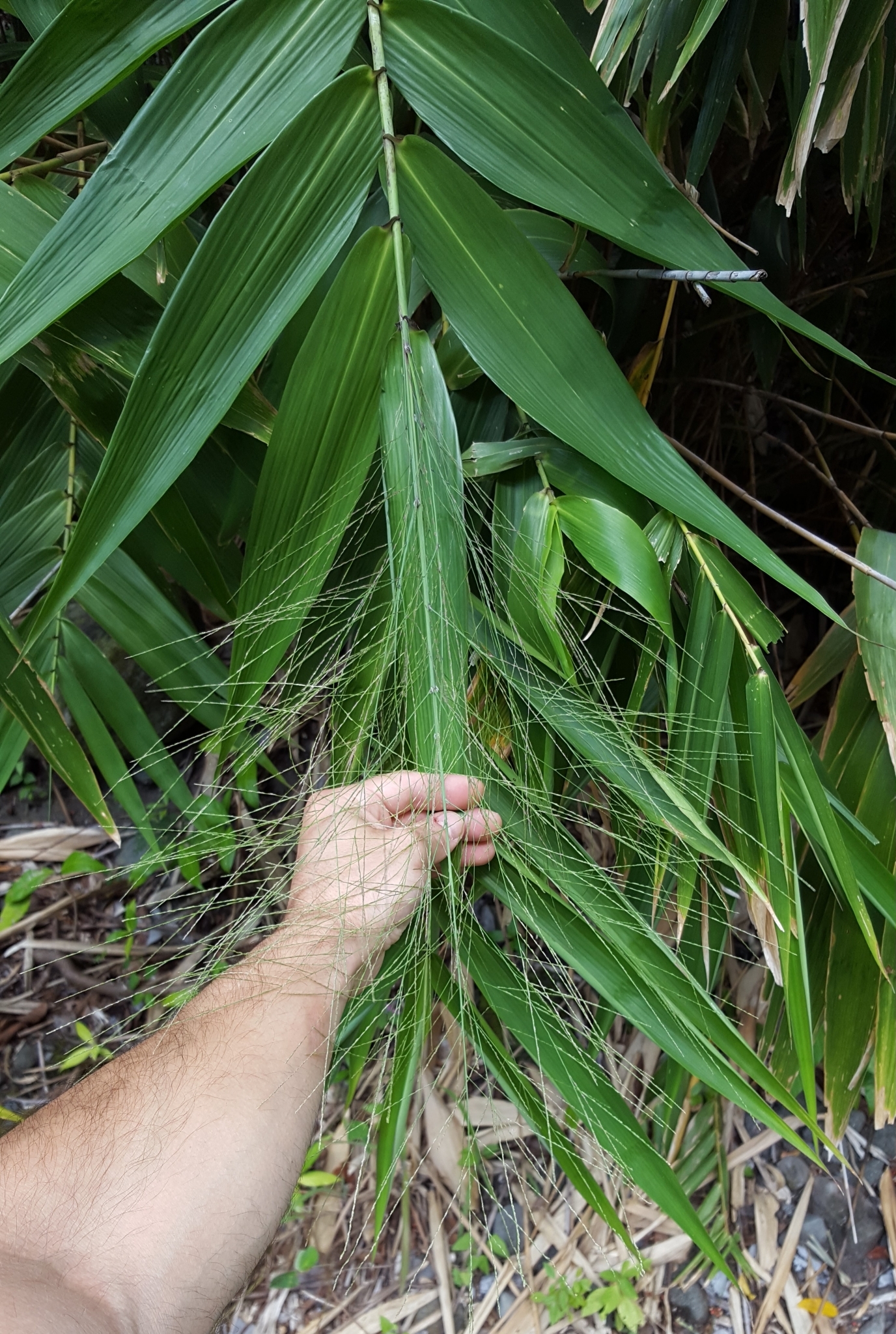 (c) François Rousseu, certains droits réservés (CC BY-NC) https://www.inaturalist.org/observations/87114281
