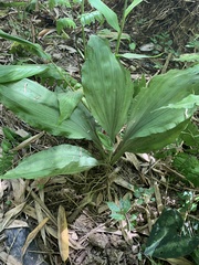 Calanthe masuca