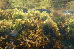Ericaria mediterranea