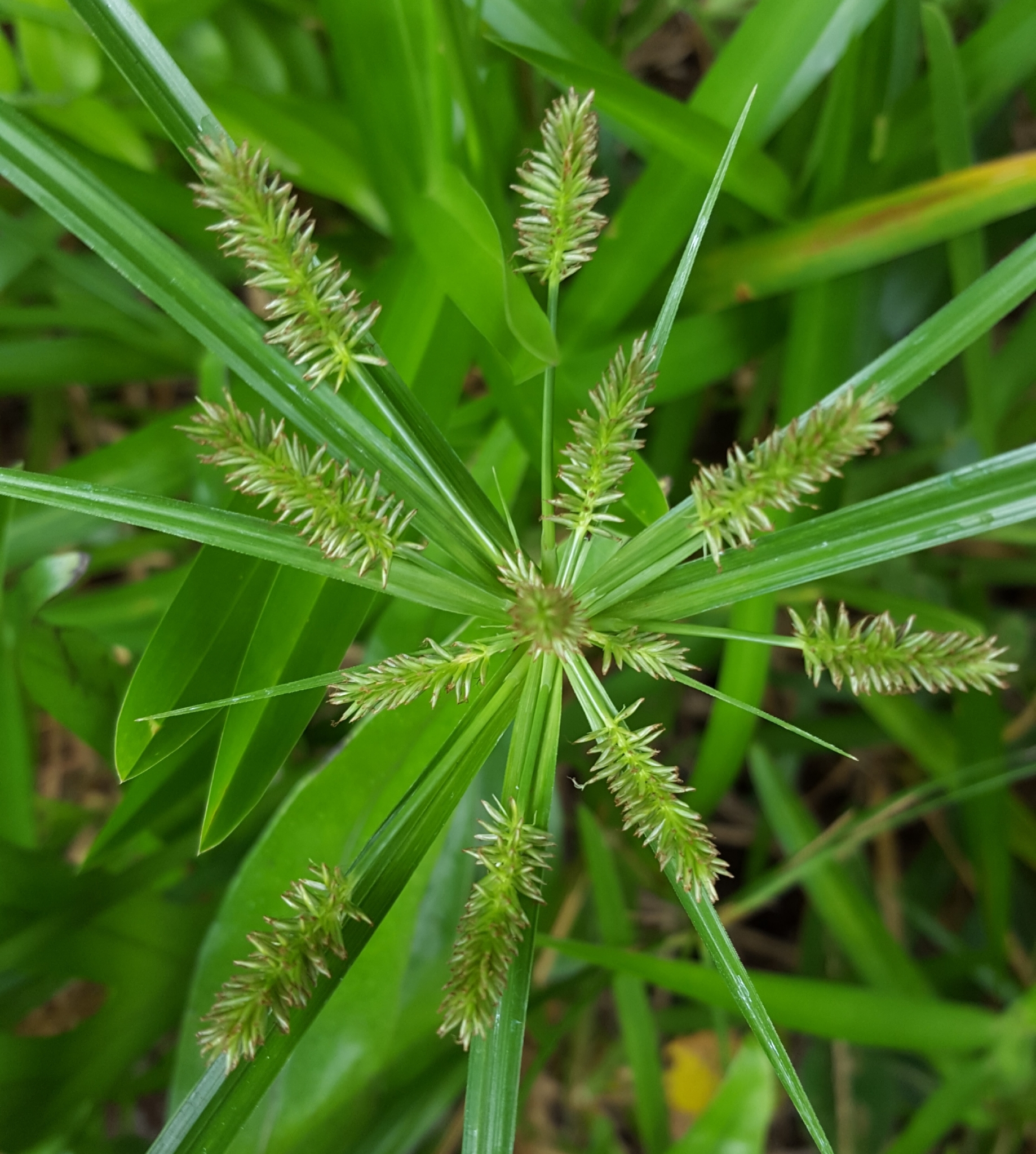 (c) François Rousseu, certains droits réservés (CC BY-NC) https://www.inaturalist.org/observations/87114345