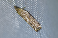 Cryptaspasma