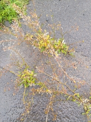 Capsella bursa-pastoris