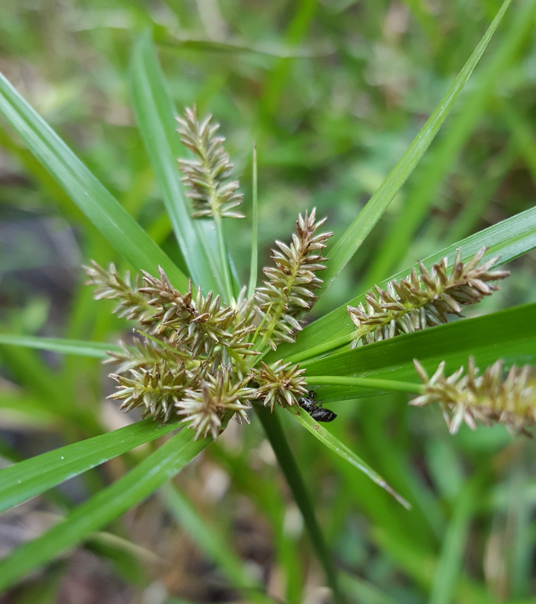 (c) François Rousseu, certains droits réservés (CC BY-NC) https://www.inaturalist.org/observations/87114345