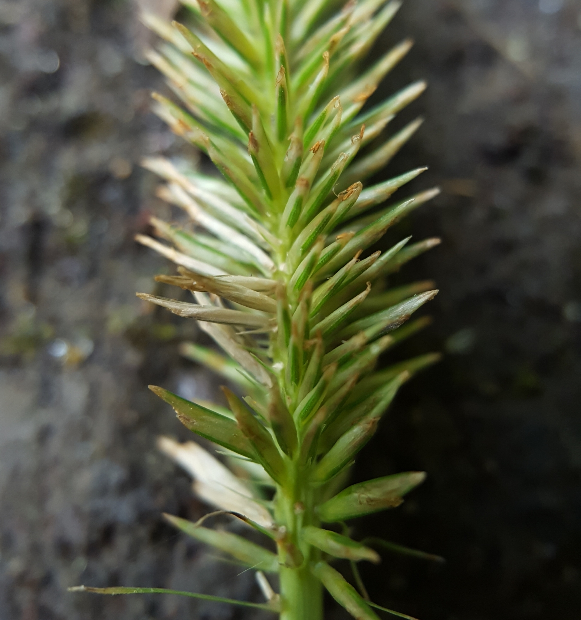 (c) François Rousseu, certains droits réservés (CC BY-NC) https://www.inaturalist.org/observations/87114345