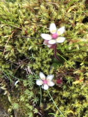 Micranthes stellaris