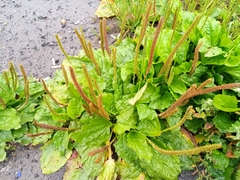 Plantago major