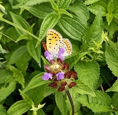 Lycaena panava