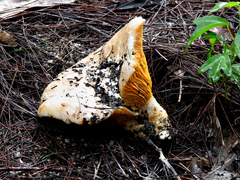 Phylloporus clelandii